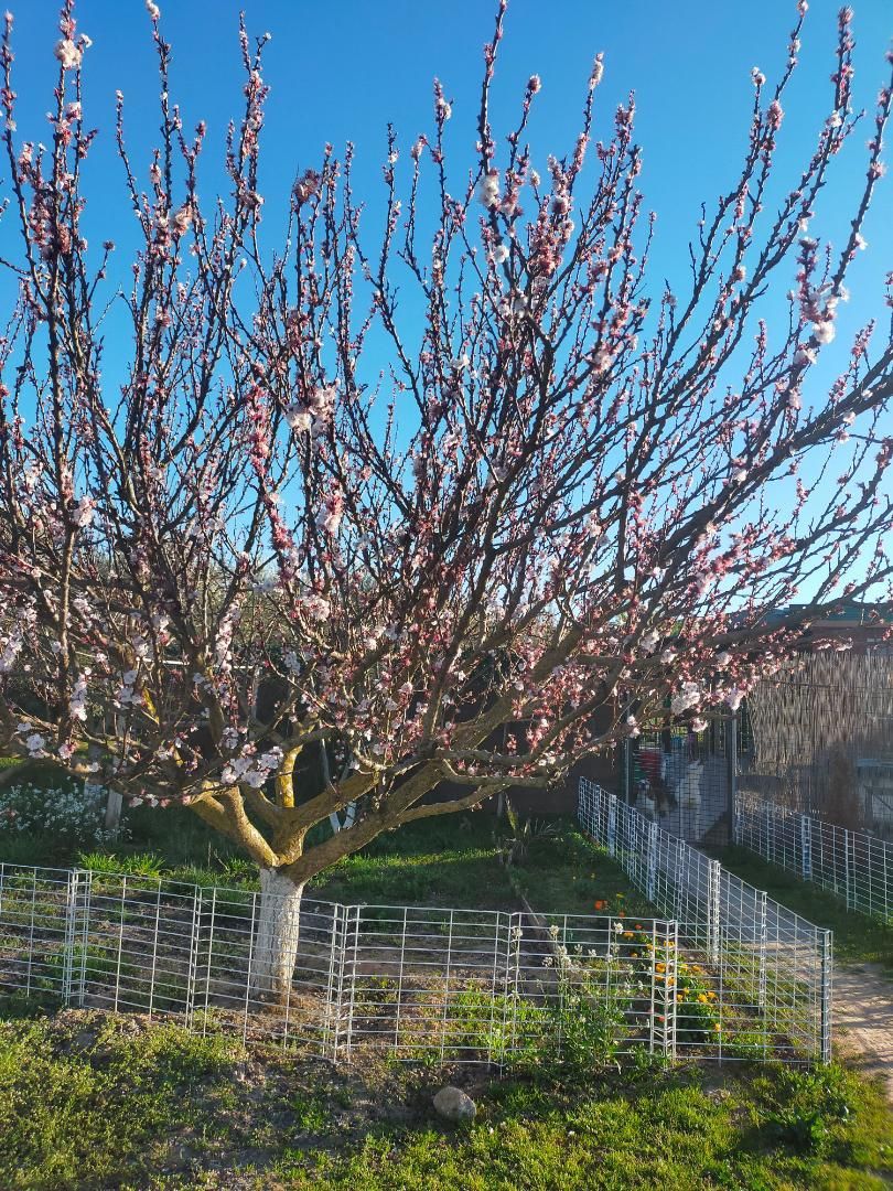 Garden of Country house for sale in Lodosa