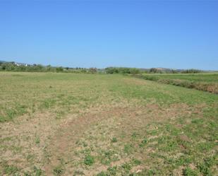 Non-constructible Land for sale in La Puebla de Montalbán