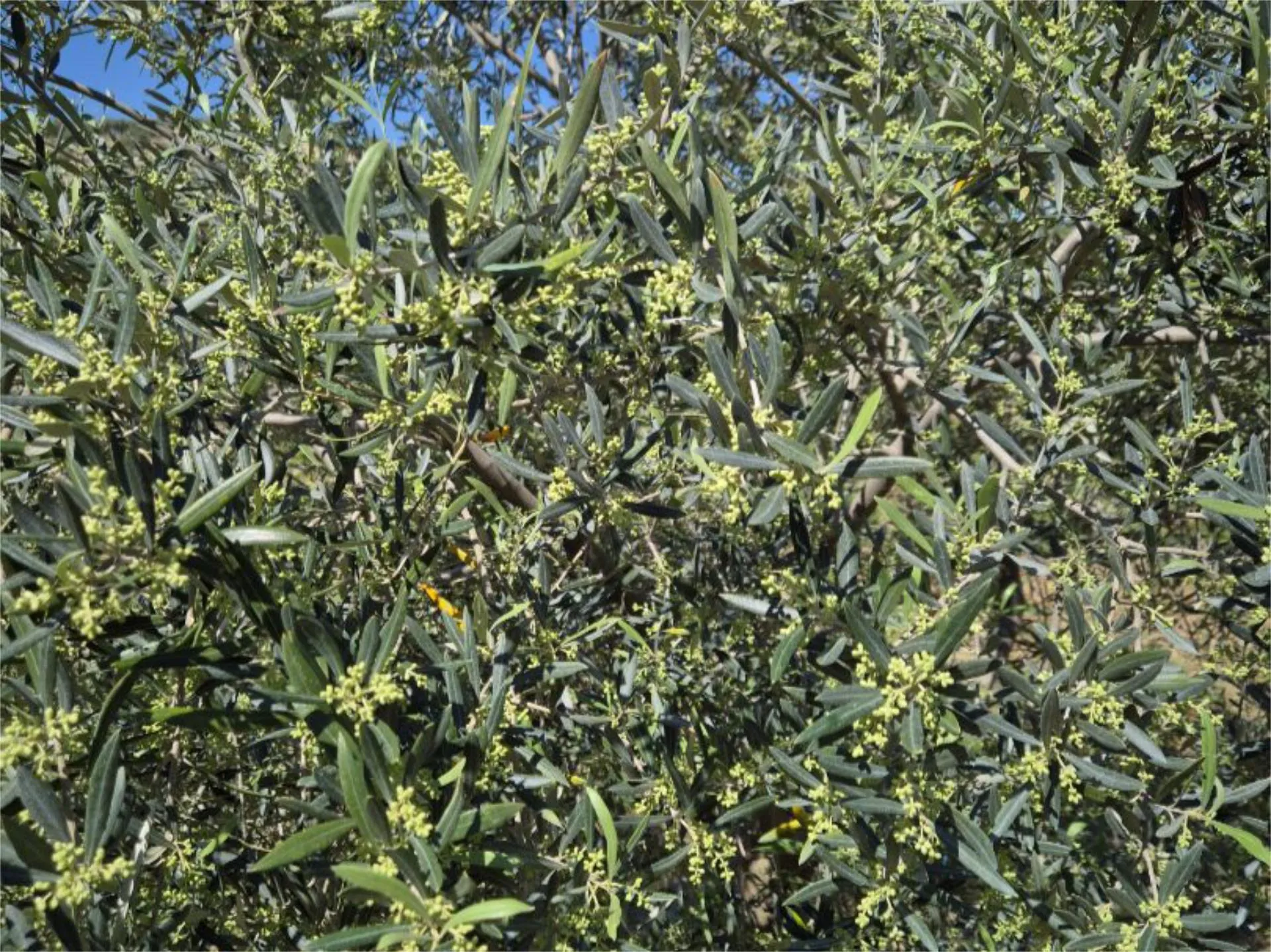 Terreno en venta en Calle Barrero, 25, Castro del Río Jardín de Terreno en venta en Castro del Río