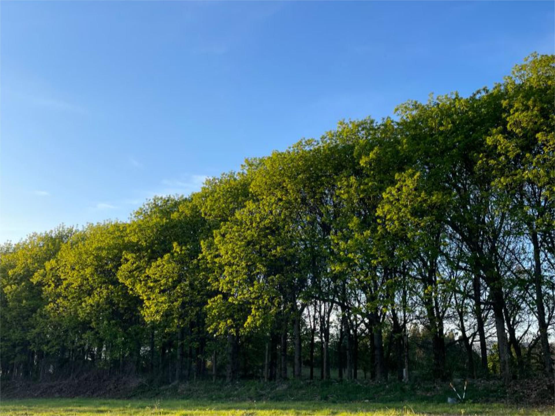 Exterior view of Land for sale in Covelo