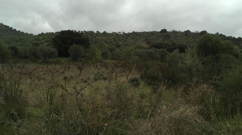 Foto 5 de Terreno en venta en Lugar Partido Llano Comisario, 501, Coín, Málaga