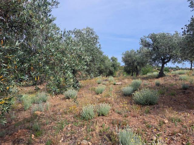 Finca rústica en Venta en Calle Nuestra Señora de Guadalupe en Navalvillar de Ibor