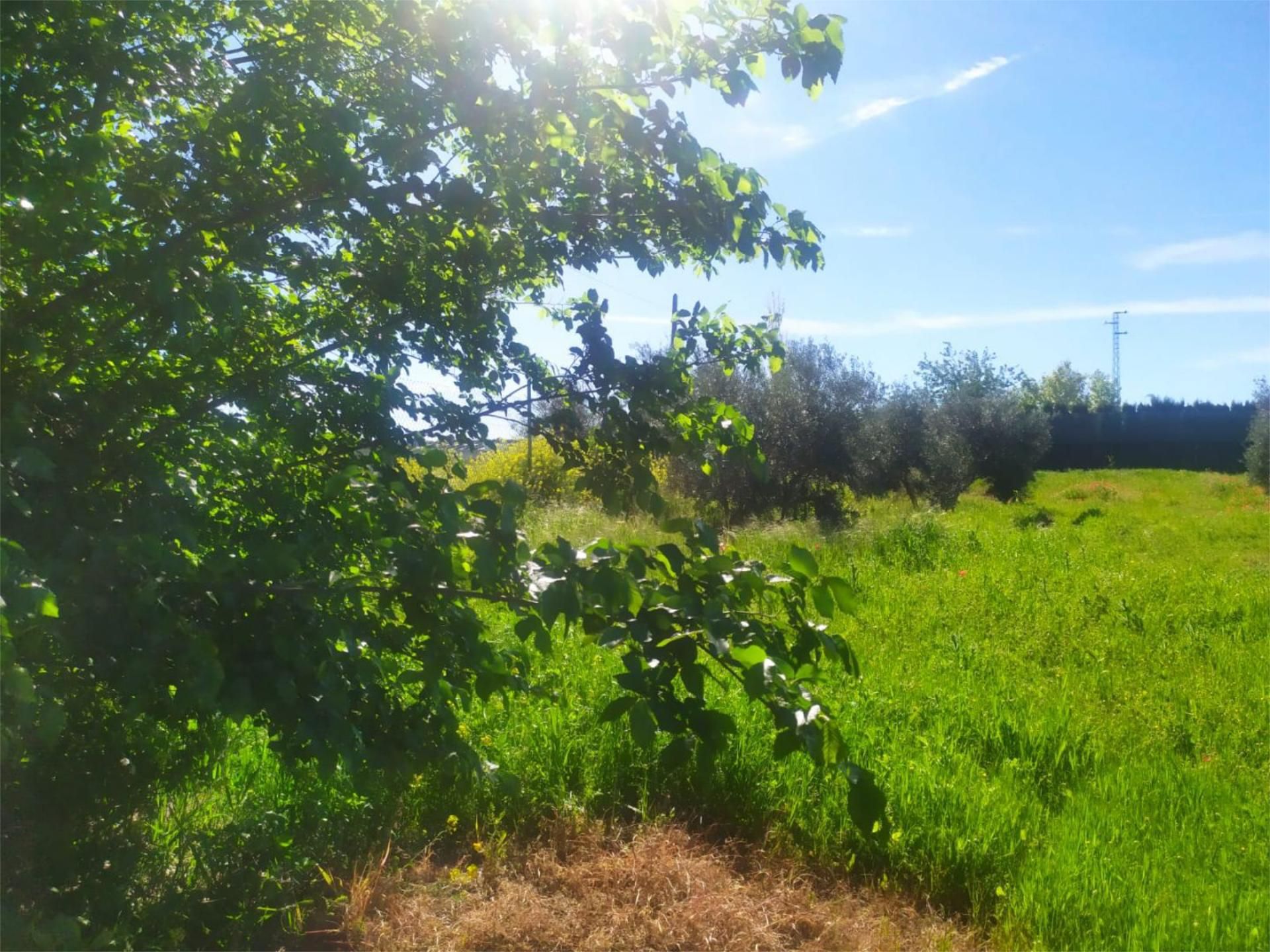 Non-constructible Land for sale in Úbeda