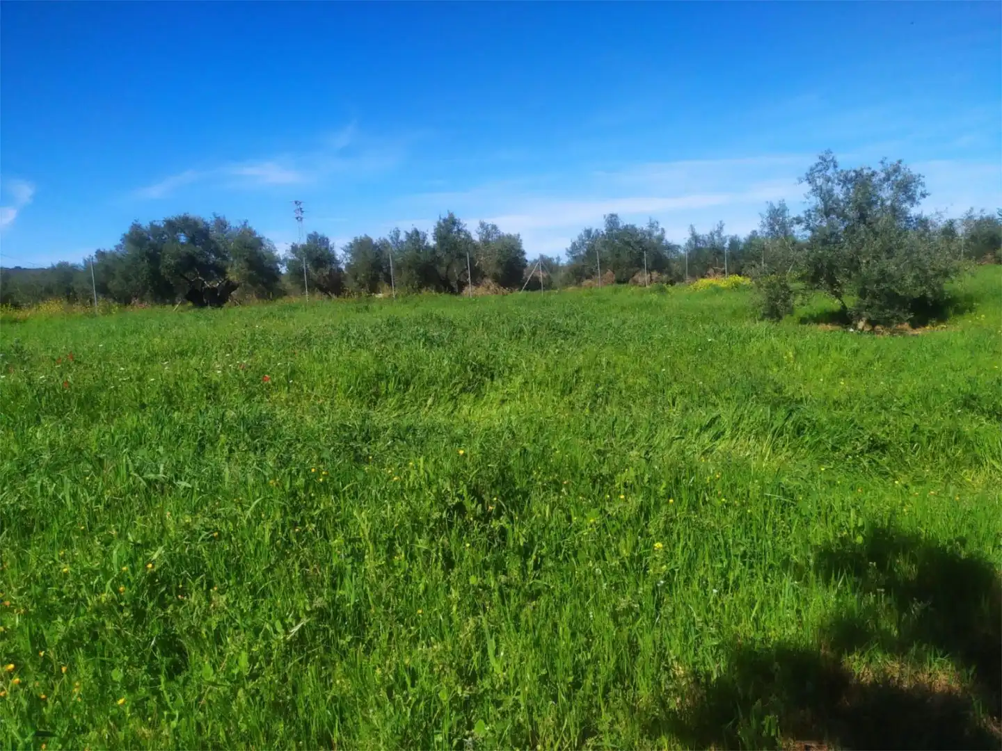 No Urbanitzable en venda a Calle Acacia, Úbeda No Urbanitzable en venda en Úbeda