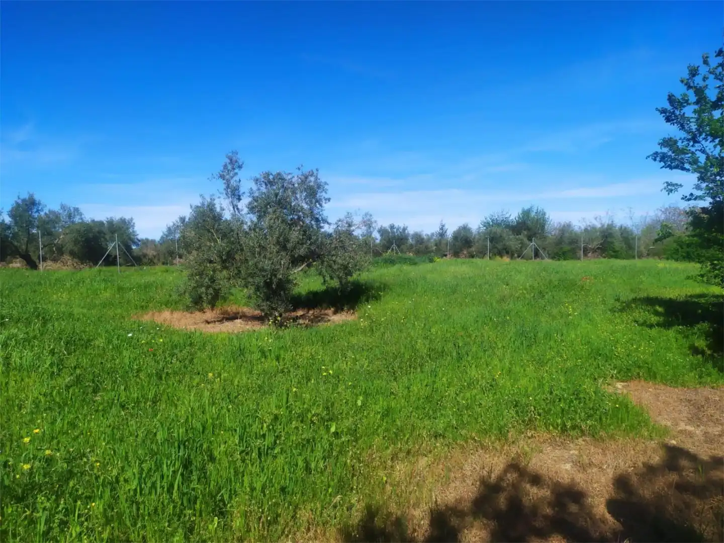 No Urbanitzable en venda a Calle Acacia, Úbeda No Urbanitzable en venda en Úbeda