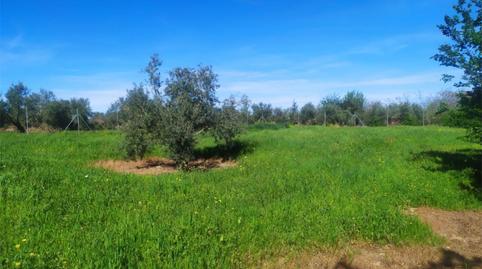 Foto 2 de No Urbanizable en venta en Calle Acacia, Úbeda, Jaén