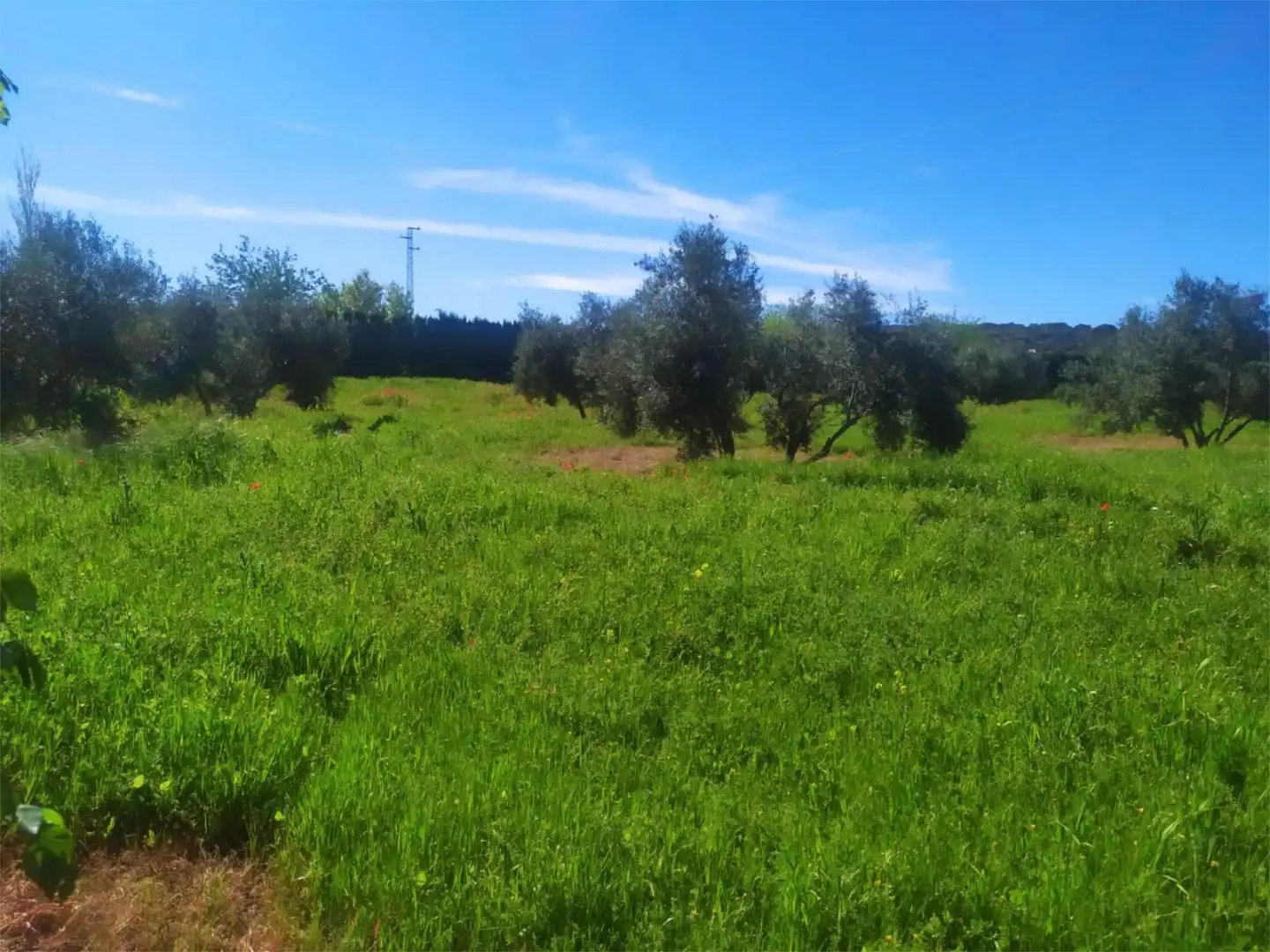 No Urbanitzable en venda a Calle Acacia, Úbeda No Urbanitzable en venda en Úbeda