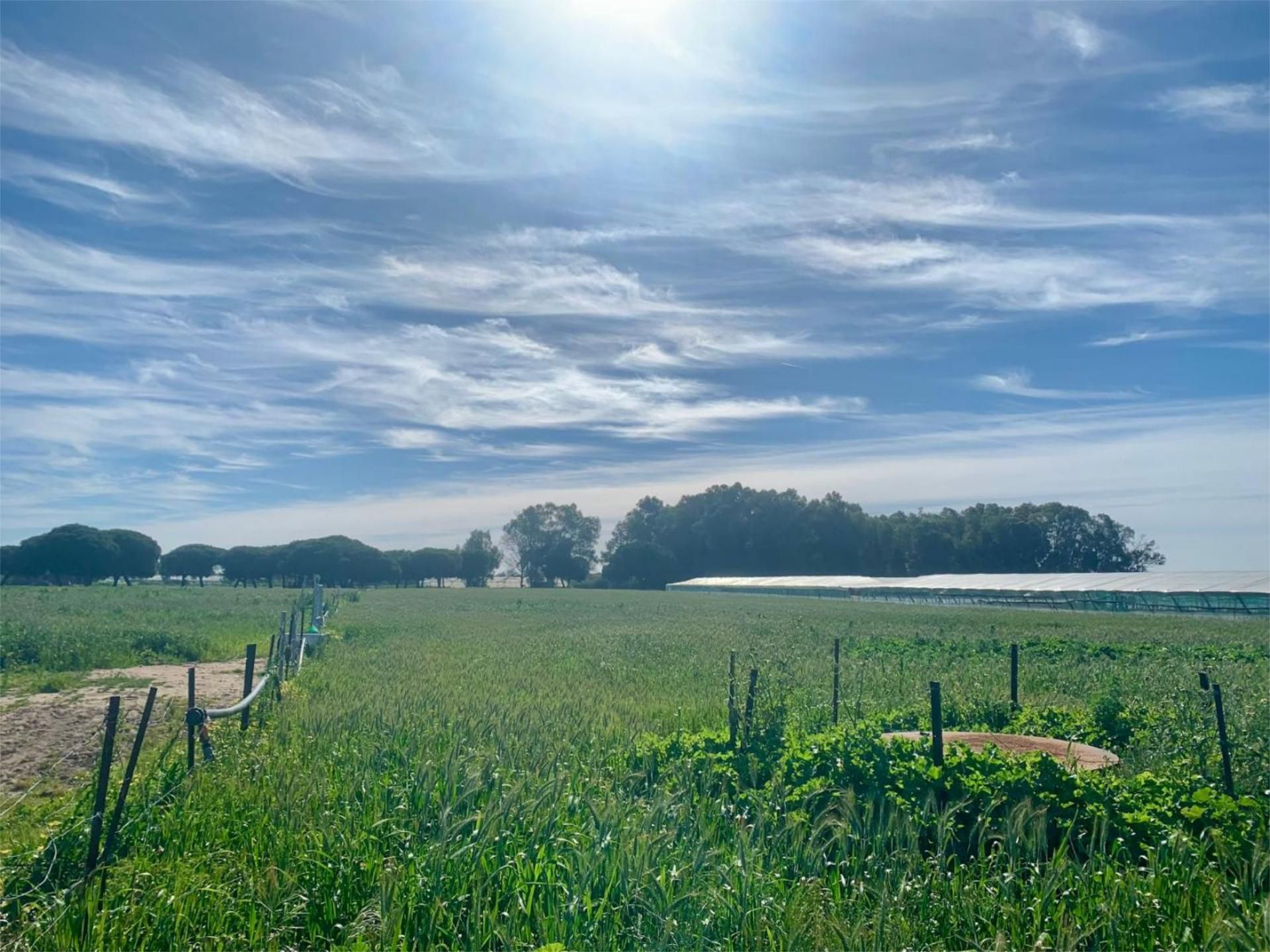 Exterior view of Land for sale in Chipiona