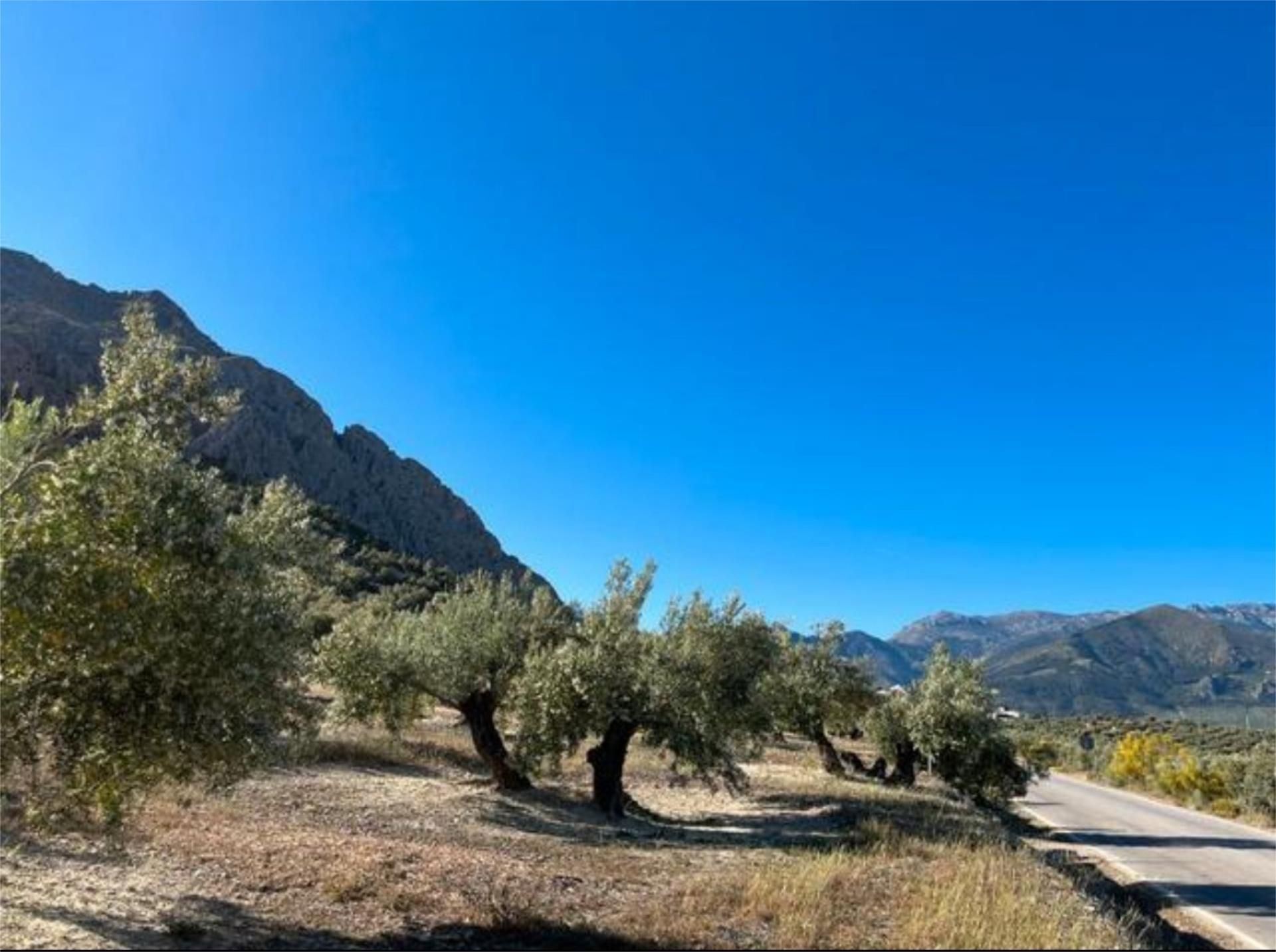 Außenansicht von Grundstücke zum verkauf in Bedmar y Garcíez