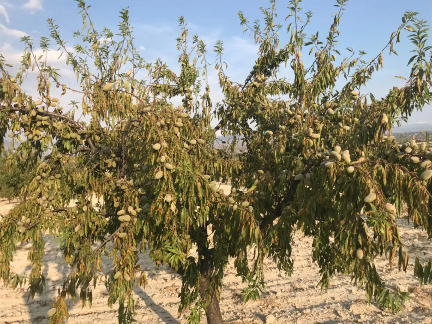 Finca rústica en venta en Barrio San Marcos, 31, Castilléjar Jardín de Finca rústica en venta en Castilléjar