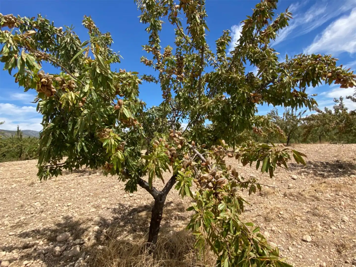 Finca rústica en venta en Barrio San Marcos, 31, Castilléjar Jardín de Finca rústica en venta en Castilléjar