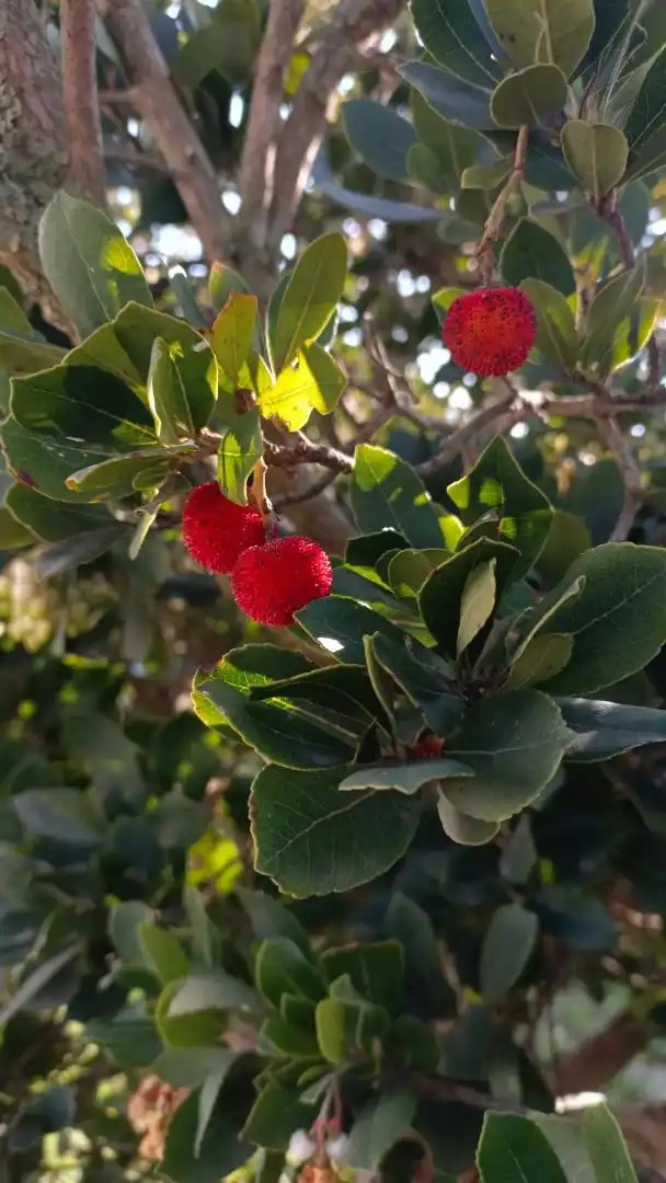 Garden of Houses for sale in Chiclana de la Frontera  with Private garden, Terrace and Storage room