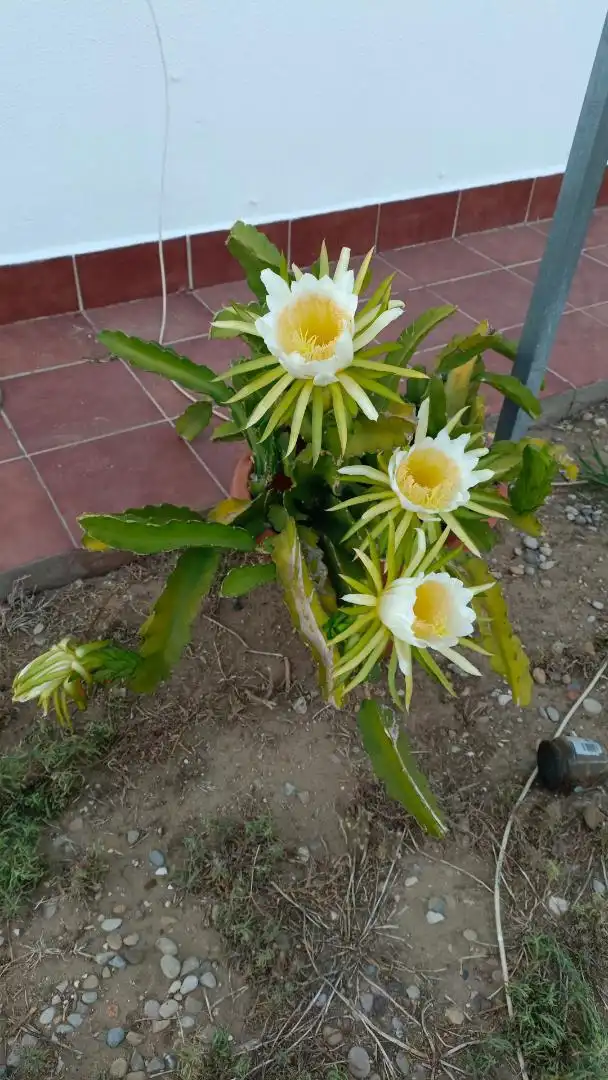 Garden of Houses for sale in Chiclana de la Frontera  with Private garden, Terrace and Storage room