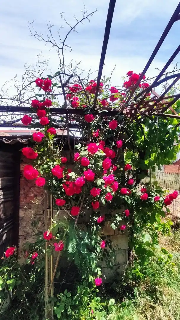 Constructible Land for sale in Calle Fernando II, 11, Ciudad Rodrigo Garden of Constructible Land for sale in Ciudad Rodrigo