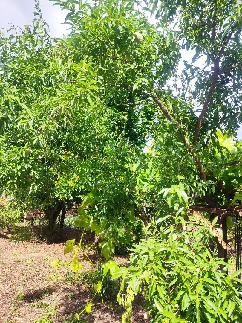 Constructible Land for sale in Calle Fernando II, 11, Ciudad Rodrigo Garden of Constructible Land for sale in Ciudad Rodrigo