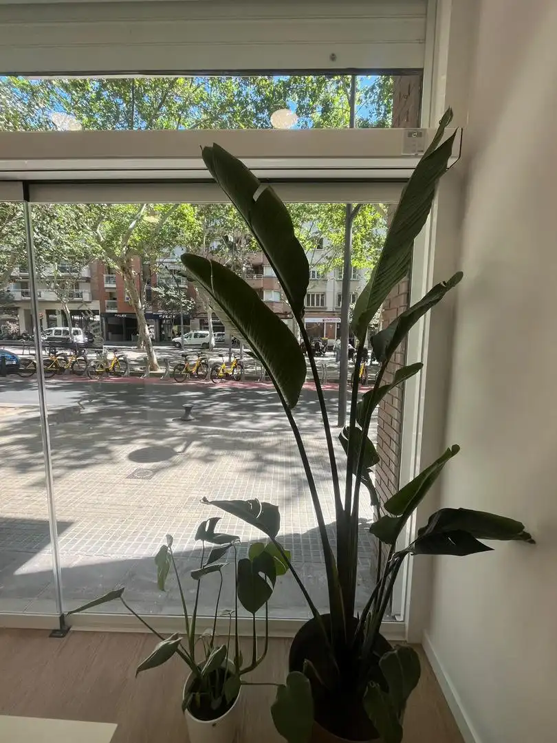Oficina de lloguer a Passeig de Prim, Ponent Vista exterior de Oficina de lloguer en Reus