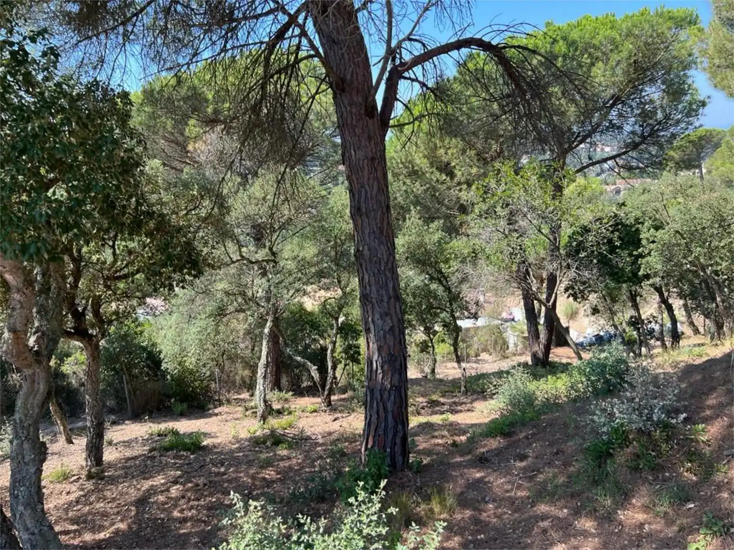 Finca rústica en venta en Lloret de Mar