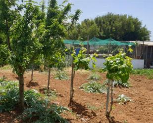 Garden of Non-constructible Land for sale in Conil de la Frontera