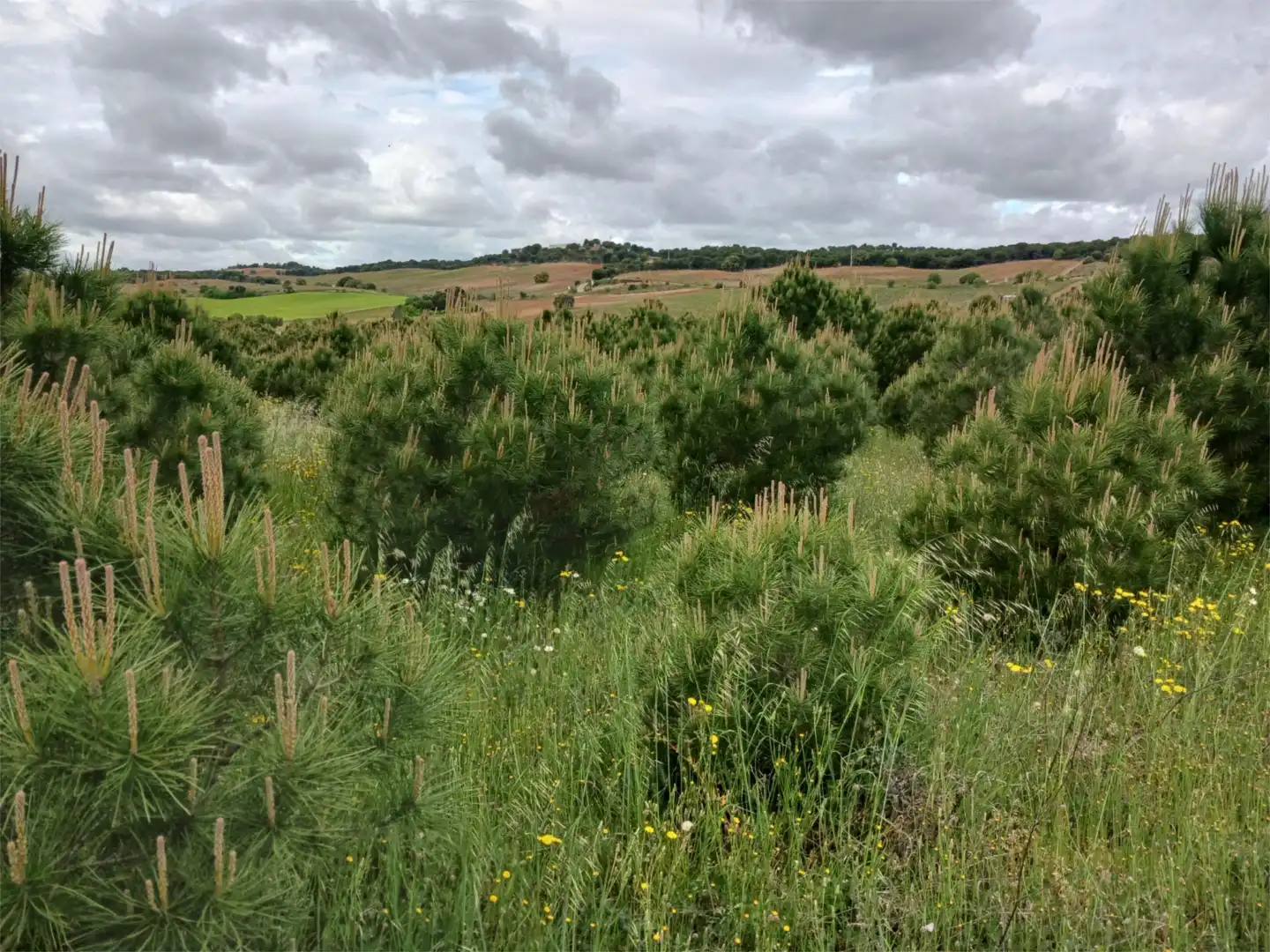 Terreno en venta en Calle Eras, 14, Valdefinjas Terreno en venta en Valdefinjas