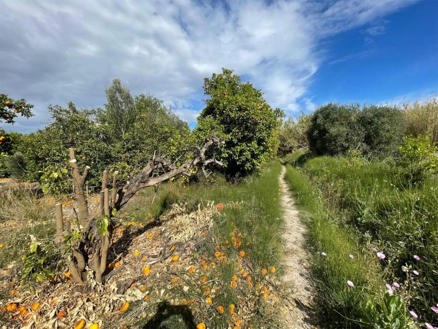 Non-constructible Land for sale in Barrio de los Remedios, 9, La Raya Non-constructible Land for sale in Murcia