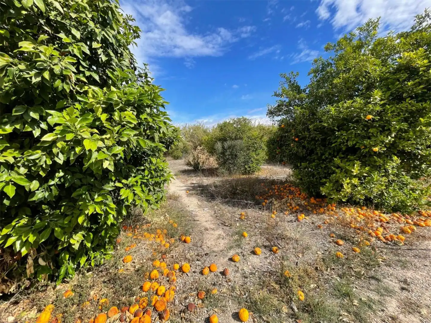 Non-constructible Land for sale in Barrio de los Remedios, 9, La Raya Non-constructible Land for sale in Murcia