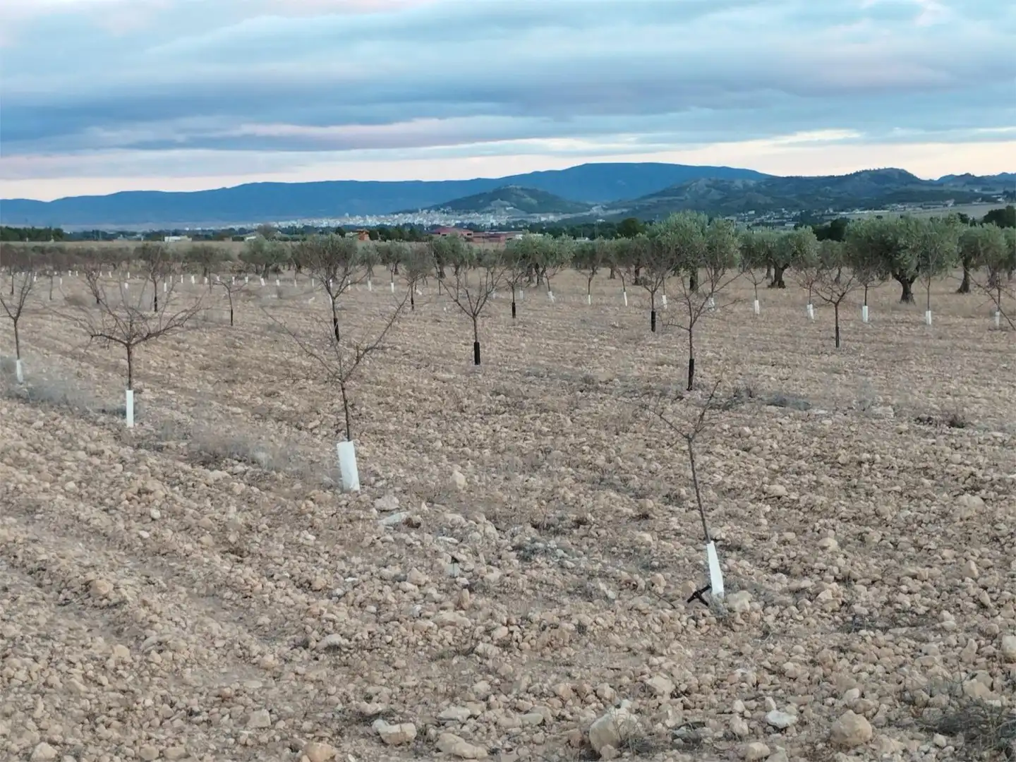 Terreno en venta en Carretera Yecla, 5, Montealegre del Castillo Terreno en venta en Montealegre del Castillo