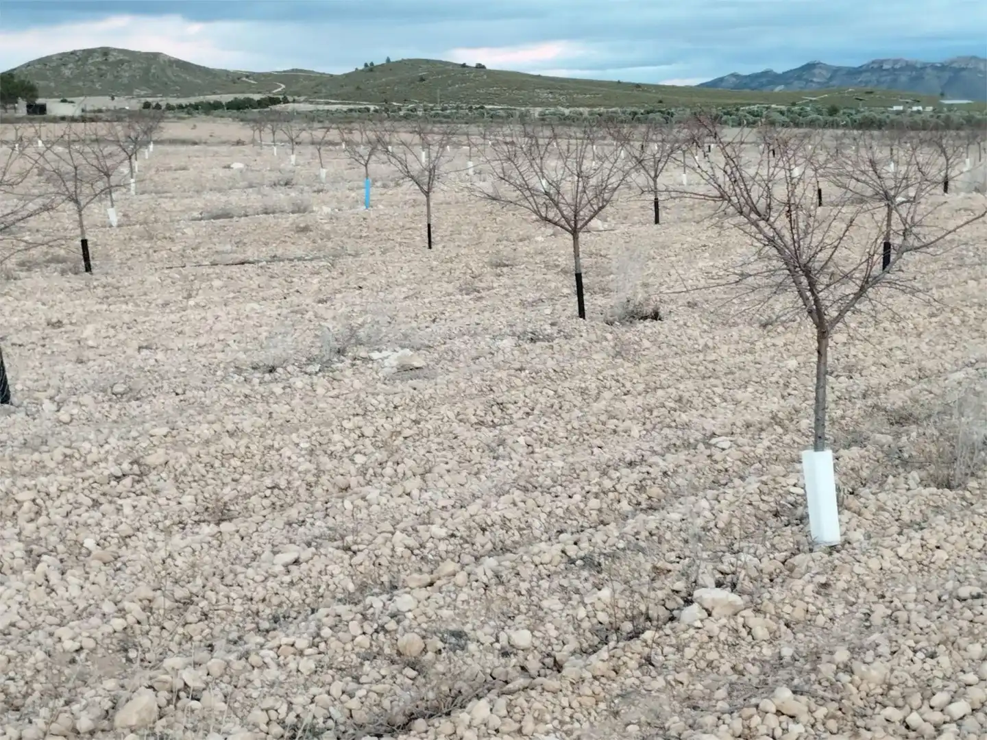Terreno en venta en Carretera Yecla, 5, Montealegre del Castillo Terreno en venta en Montealegre del Castillo