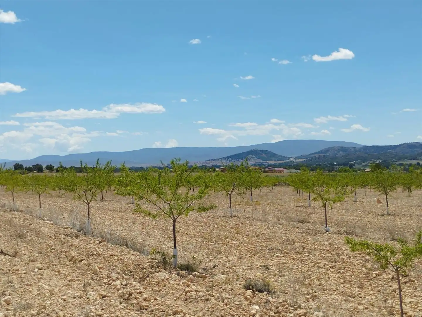 Terreno en venta en Carretera Yecla, 5, Montealegre del Castillo Terreno en venta en Montealegre del Castillo