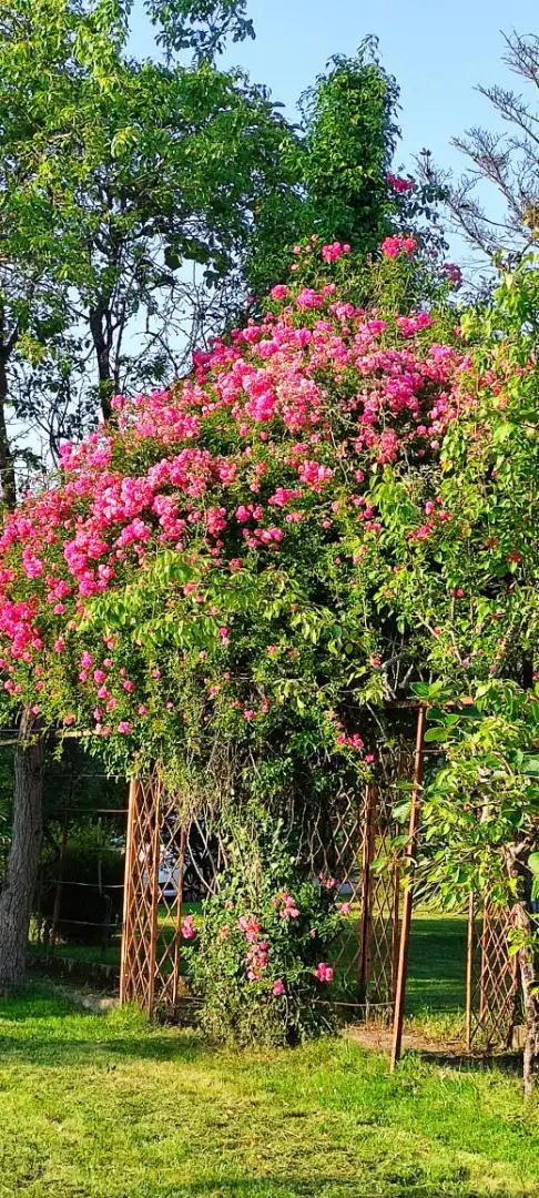 Jardí de Casa o xalet de lloguer en Pravia amb Calefacció, Jardí privat i Parquet