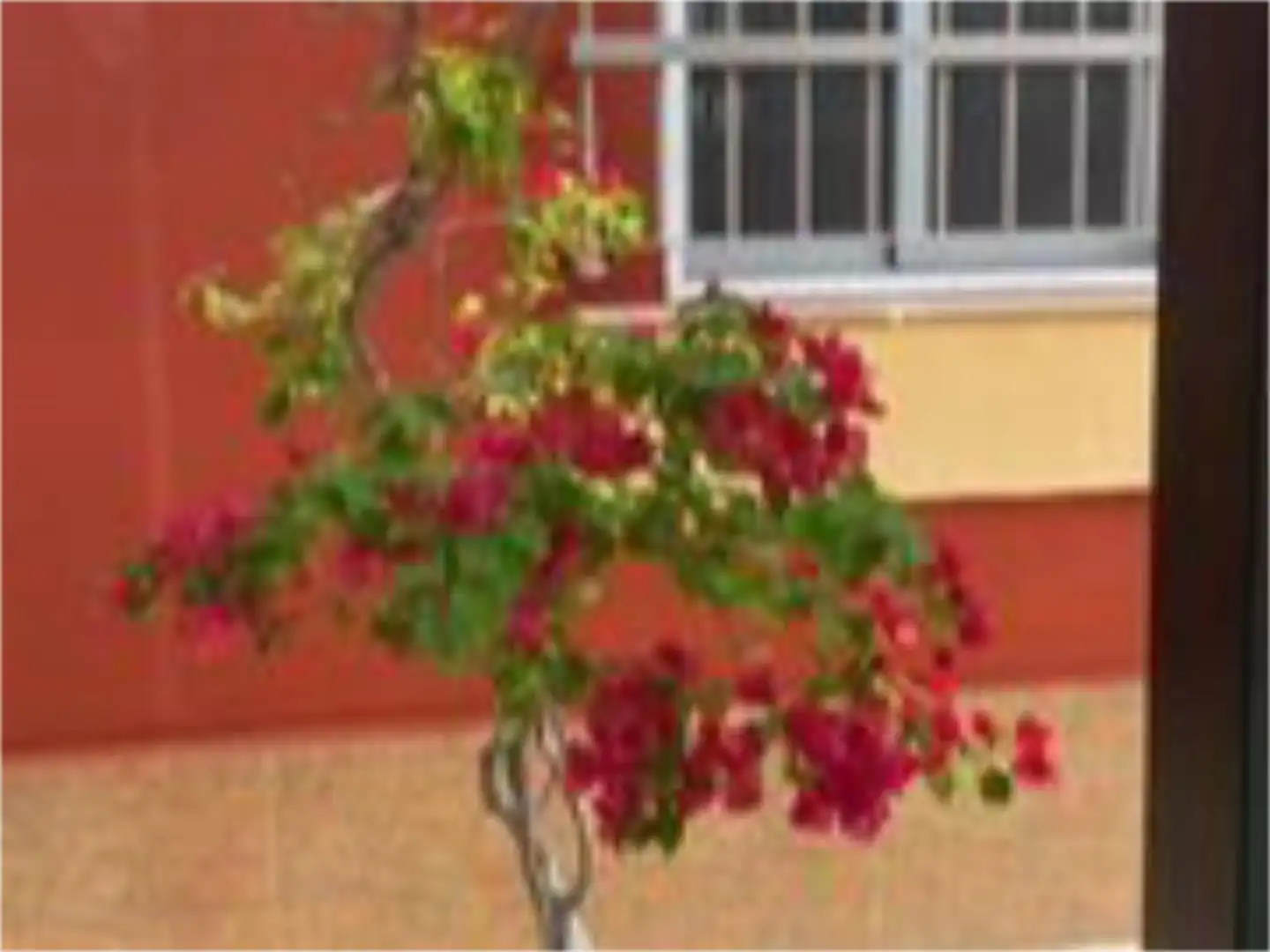 Casa o xalet de lloguer a Calle del Arco, 7, Núcleo urbano Jardí de Casa o xalet de lloguer en Chiclana de la Frontera amb Aire condicionat, Traster i Piscina