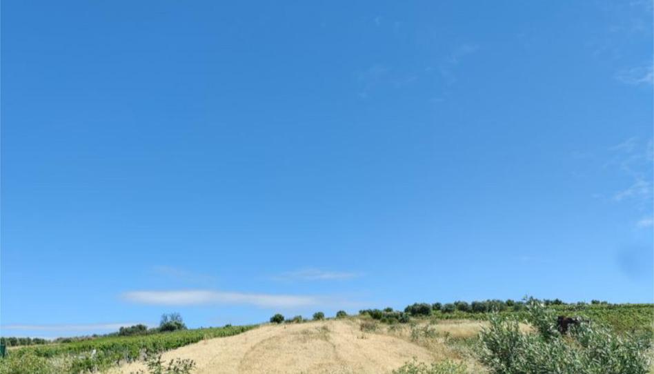 Foto 1 de Terreno en venta en Avenida del Calvario, 32, Trebujena, Cádiz