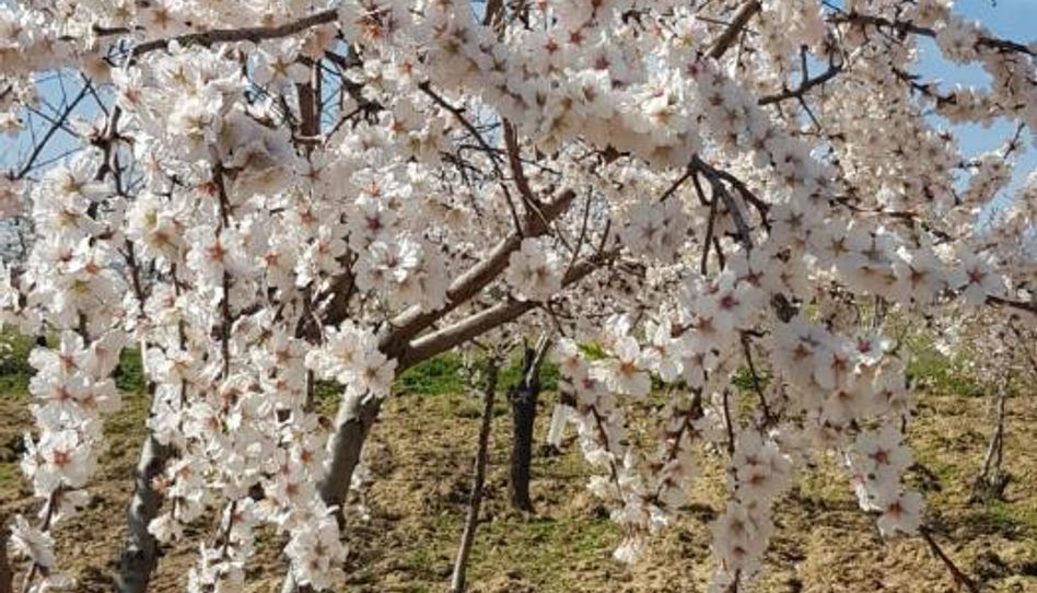 Grundstücke zum Verkauf in Carretera Toledo, 37, Almorox, Toledo - Bild 1 Foto 1 von Grundstücke zum Verkauf in Carretera Toledo, 37, Almorox, Toledo