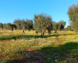 Garden of Land for sale in Montijo