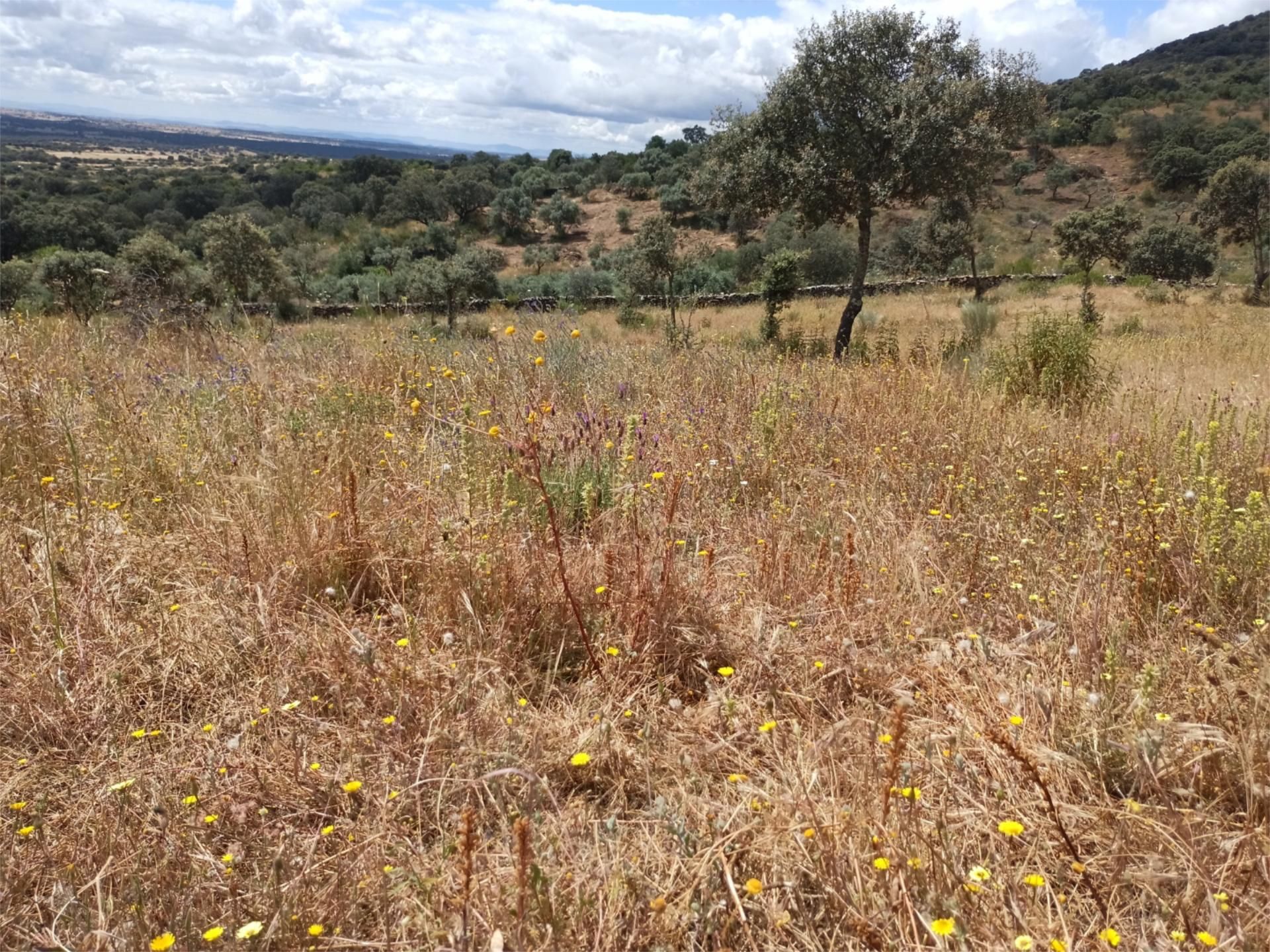 Land for sale in Puerto de Santa Cruz
