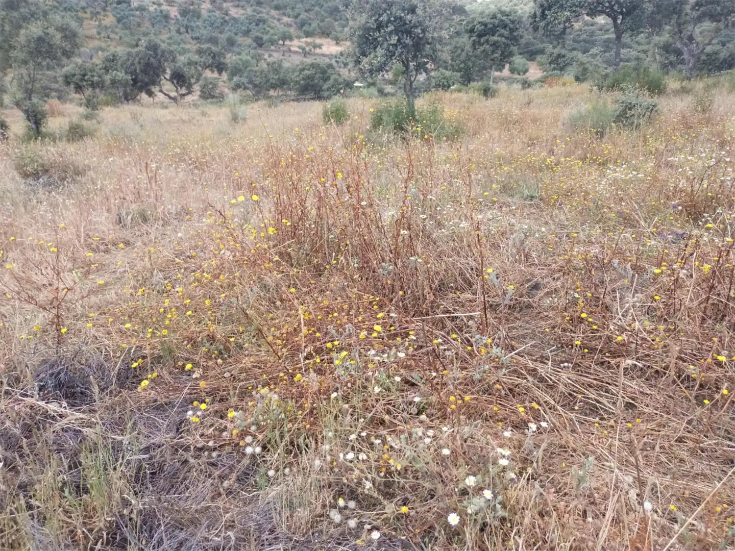 Terreno en venta en Puerto de Santa Cruz