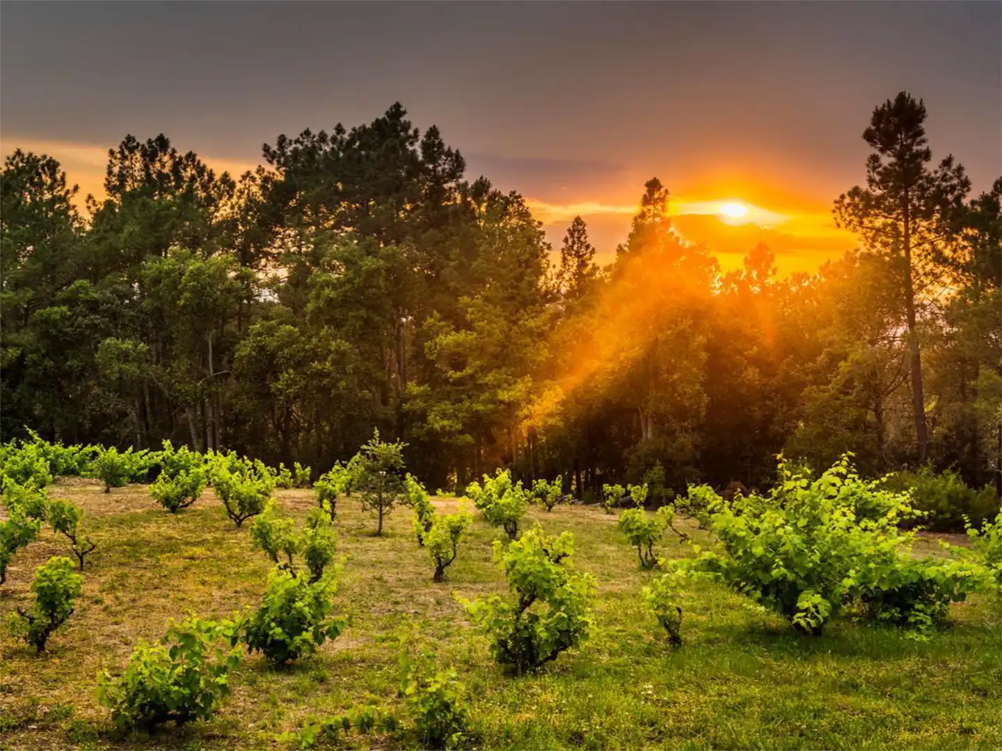 Finca rústica en venta en Carrer Església, 2, Llambilles Finca rústica en venta en Carrer Església, 2, Llambilles