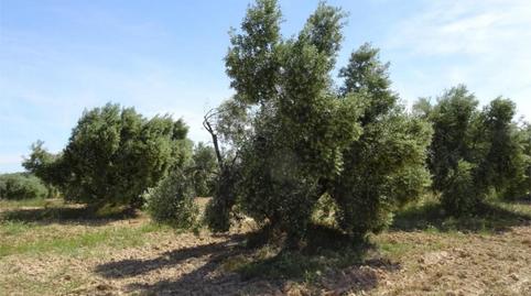 Land for sale in Carretera de Maella, S/n, Batea, Tarragona - image 2 Photo 2 of Land for sale in Carretera de Maella, S/n, Batea, Tarragona