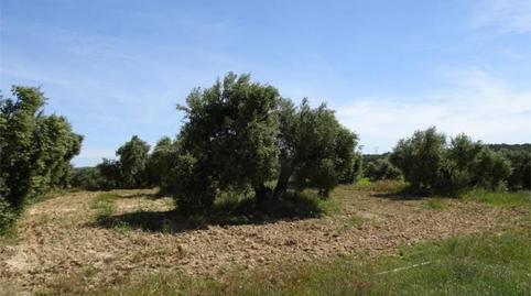 Land for sale in Carretera de Maella, S/n, Batea, Tarragona - image 4 Photo 4 of Land for sale in Carretera de Maella, S/n, Batea, Tarragona