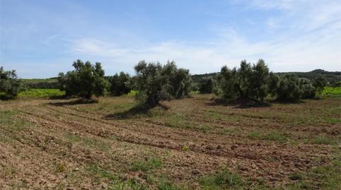 Land for sale in Carretera de Maella, S/n, Batea, Tarragona - image 5 Photo 5 of Land for sale in Carretera de Maella, S/n, Batea, Tarragona