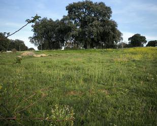 Land for sale in Terradillos