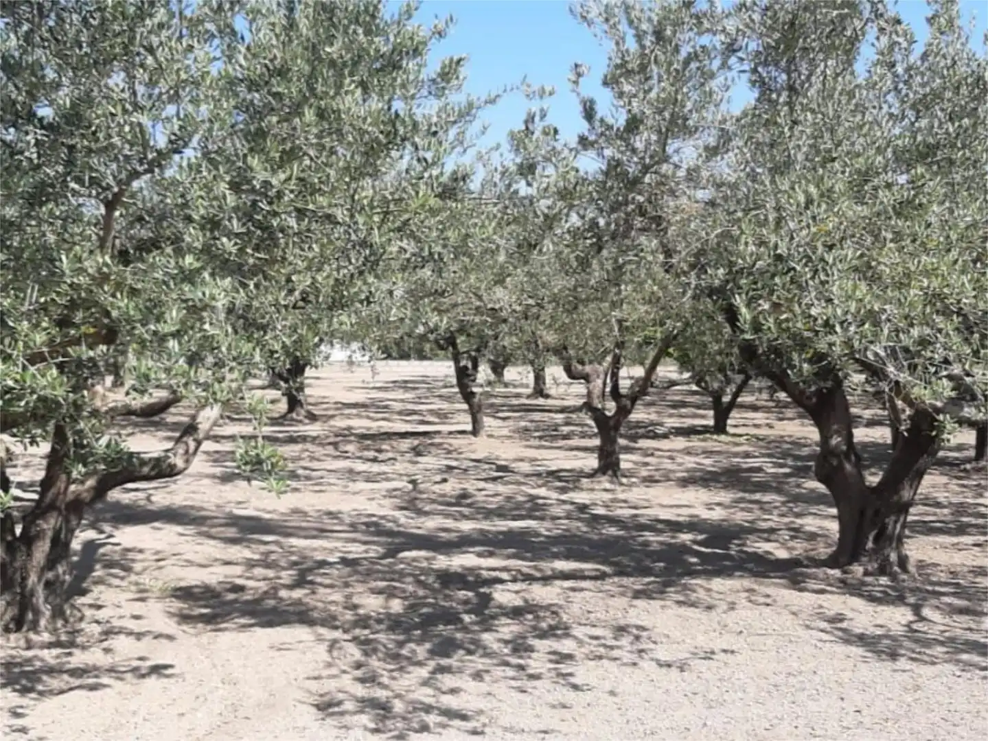Finca rústica en venda a Plaça Numero 16, 519, El Llombo Jardí de Finca rústica en venda en Ontinyent