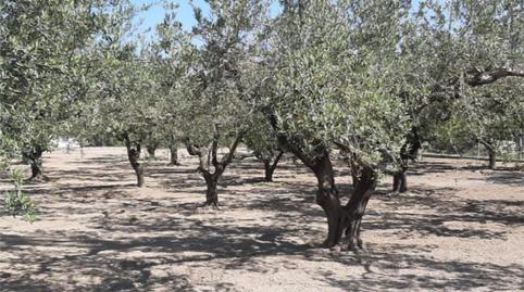 Photo 4 of Country house for sale in Plaça Numero 16, 519, El Llombo, Valencia