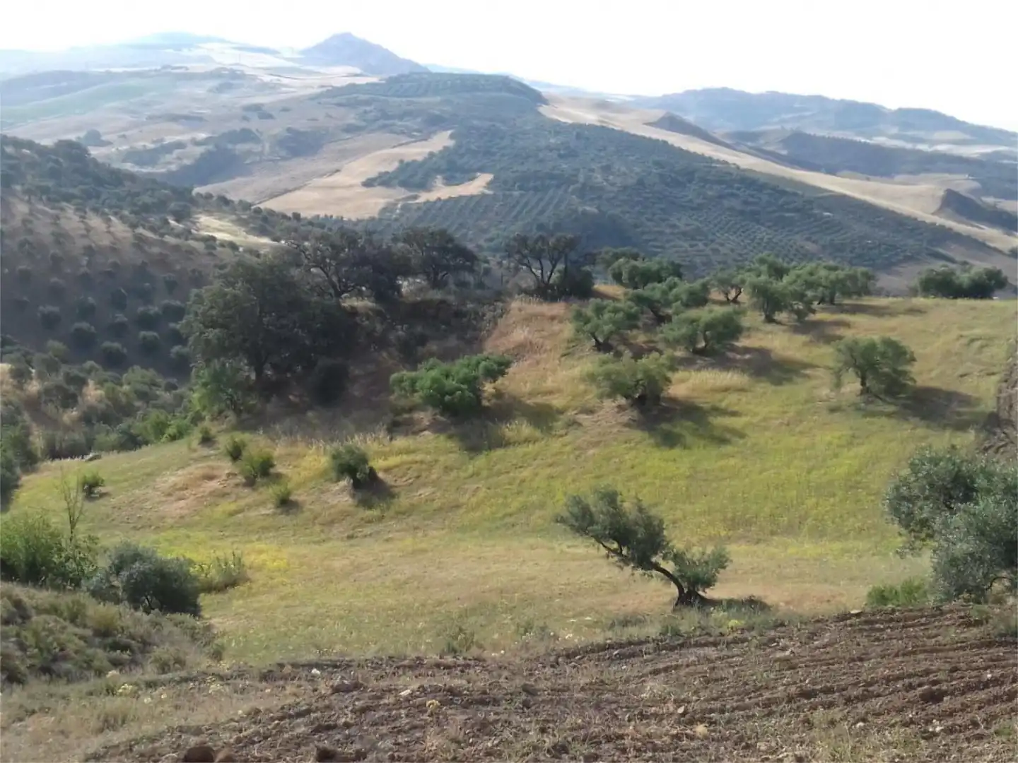 Land for sale in Calle Francia, 11, Valle de Abdalajís Land for sale in Valle de Abdalajís