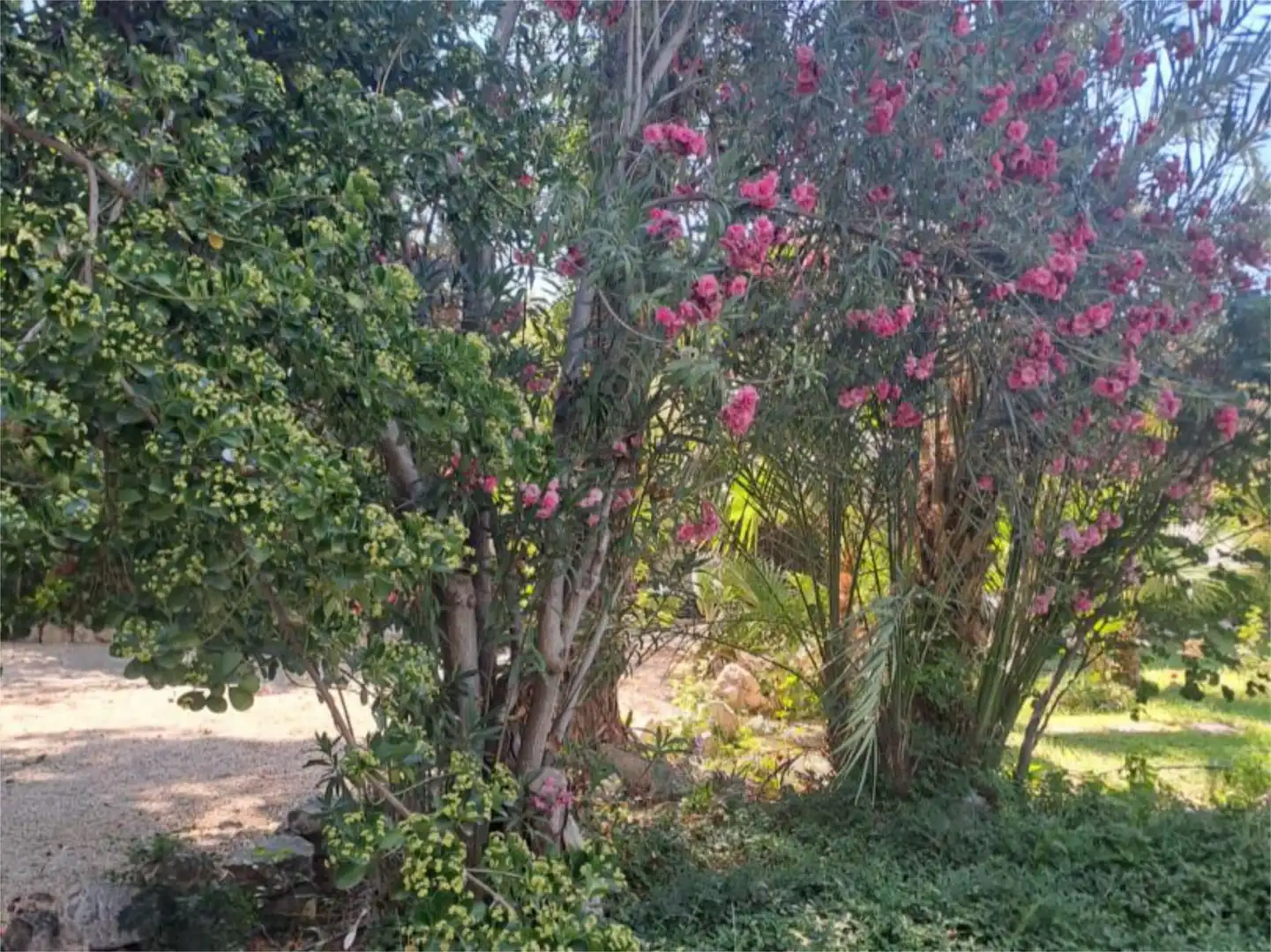 Jardín de Piso de alquiler en La Guardia de Jaén con Jardín privado y Piscina