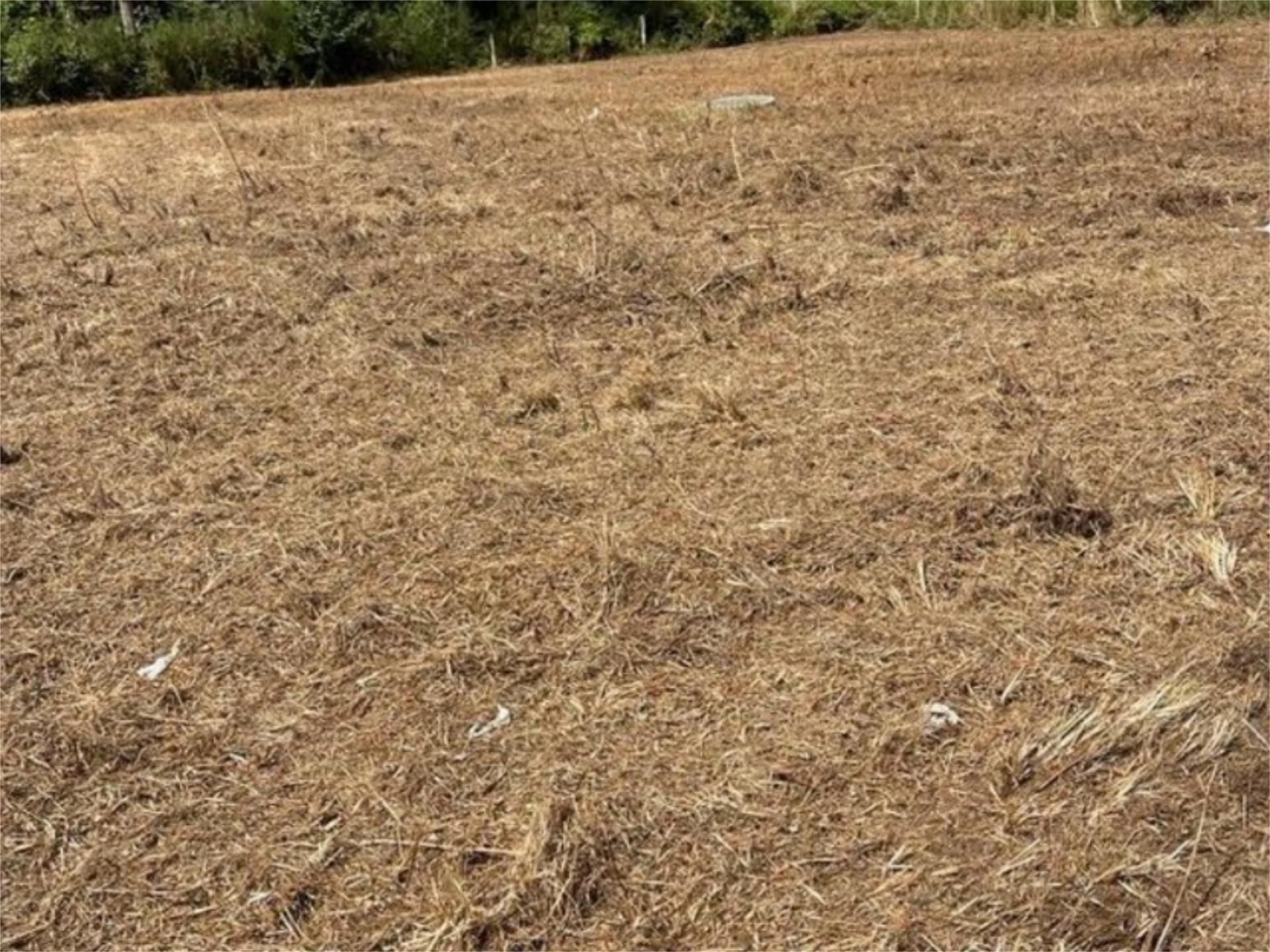 Terreno en venta en O Pino 