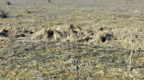 Terreno en venta en Camino Antiguo de Sevilla a Carmona, 6, Torreblanca, Sevilla - imagen 5 Foto 5 de Terreno en venta en Camino Antiguo de Sevilla a Carmona, 6, Torreblanca, Sevilla