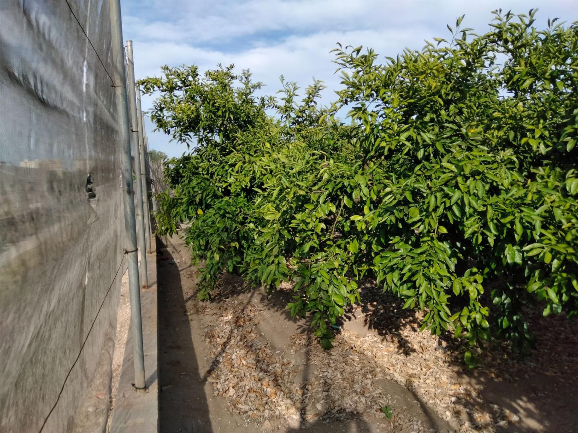 Land for sale in Sueca