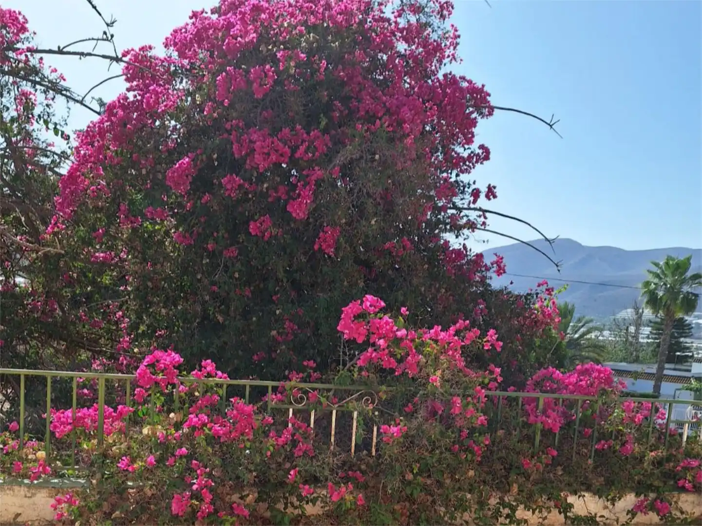 Finca rústica en venta en Calle la Carreterilla, 7, Berja Jardín de Finca rústica en venta en Berja con Terraza