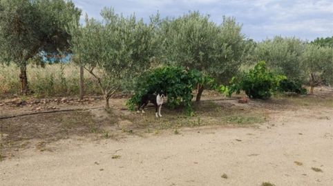 Foto 2 de Finca rústica en venta en Calle la Haba, 9, Villanueva de la Serena, Badajoz