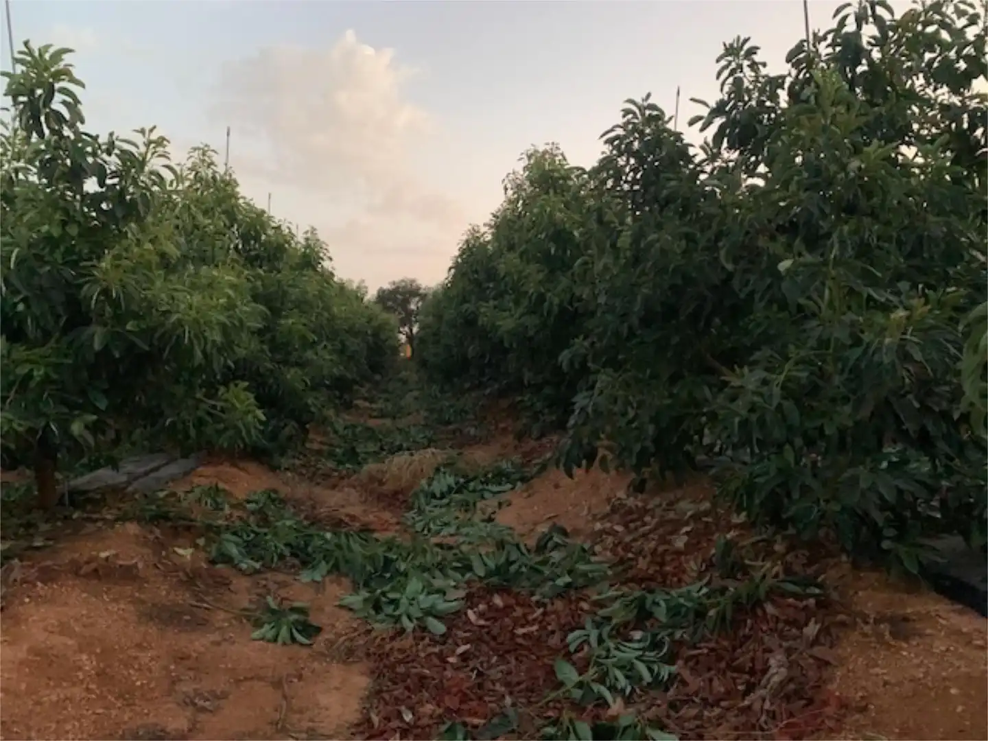 Finca rústica en venda a Diseminado Diseminados, 77, El Cerro de Andévalo Finca rústica en venda en El Cerro de Andévalo amb Piscina